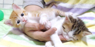 右手に集合する子猫達