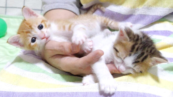 右手に集合する子猫達