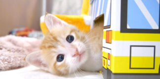 バスからひょっこり顔を出す子猫