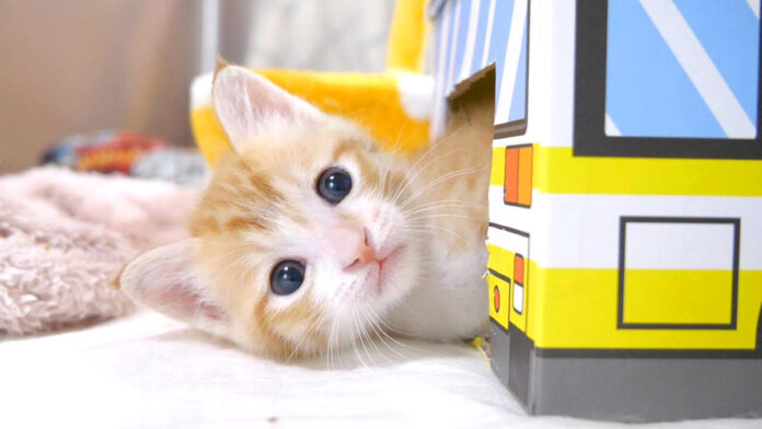 バスからひょっこり顔を出す子猫