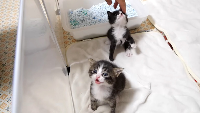 ミルクを急かす子猫達