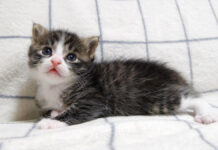 ウトウトする子猫