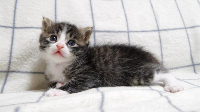 ウトウトする子猫