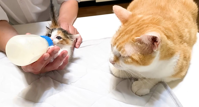 ミルクを飲む保護子猫を見守る先住猫