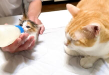 ミルクを飲む保護子猫を見守る先住猫