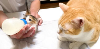 ミルクを飲む保護子猫を見守る先住猫