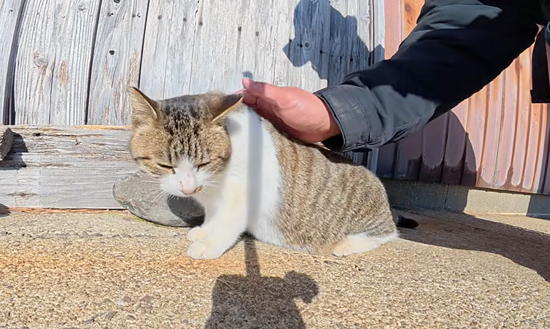 隠れてやり過ごした猫