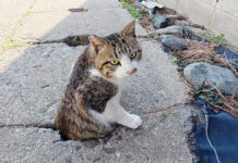 側溝から出てきた猫