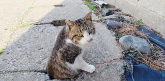 側溝から出てきた猫