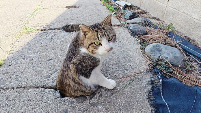 側溝から出てきた猫
