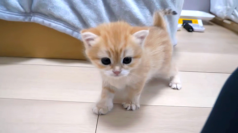 部屋を探索する子猫