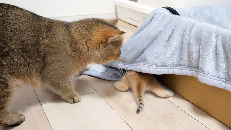 毛布の下に隠れる子猫