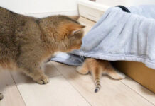 毛布の下に隠れる子猫