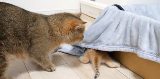 毛布の下に隠れる子猫