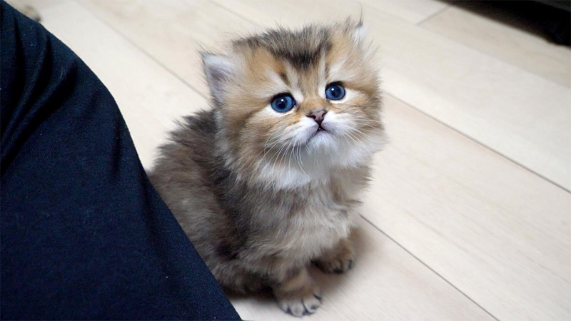 ジッと見つめる子猫