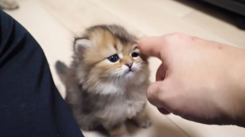 ナデナデしてもらった子猫