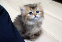 ジッと見つめる子猫