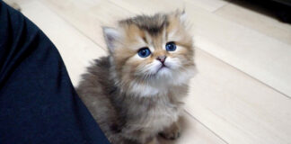 ジッと見つめる子猫