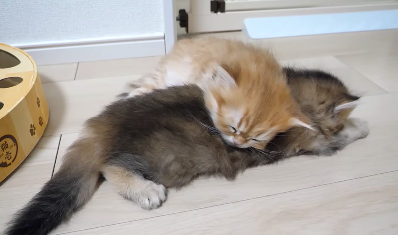 くっつきながら眠る子猫達