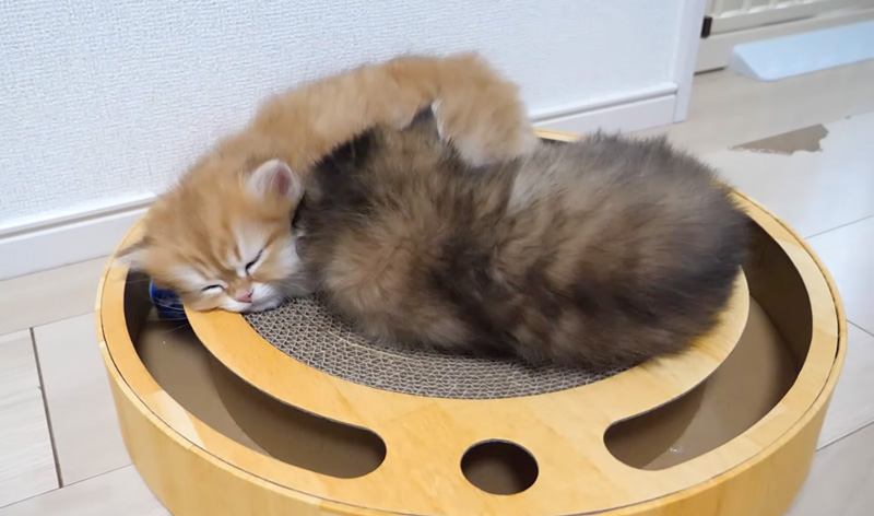 くっつきながら眠る子猫達