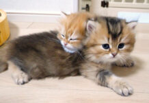 仲が良すぎて、気づくといつもくっついて寝ている子猫の兄弟にホッコリ♡ 仲が良すぎる子猫達