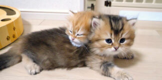 仲が良すぎる子猫達