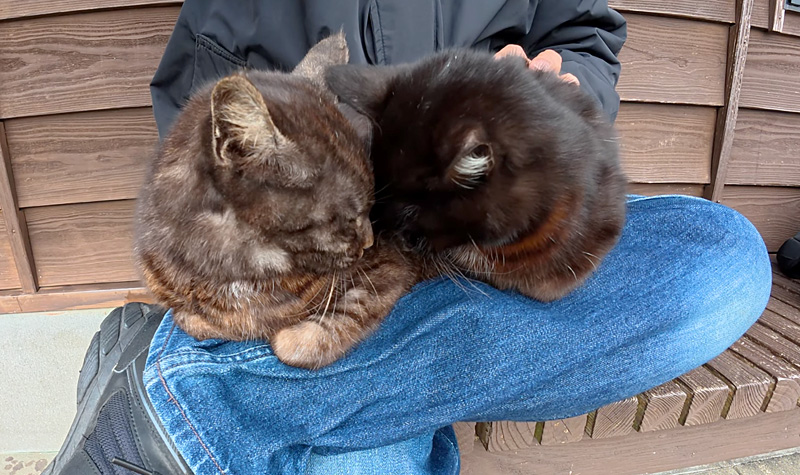 膝の上で撫でられる猫達