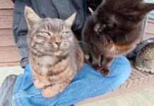 膝の上に乗ってきた猫達