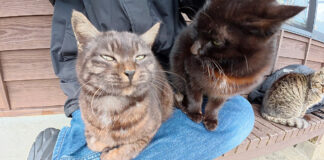 膝の上に乗ってきた猫達