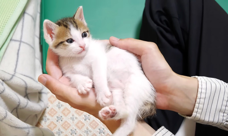 手の中でくつろぐ子猫