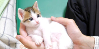 手の中でくつろぐ子猫