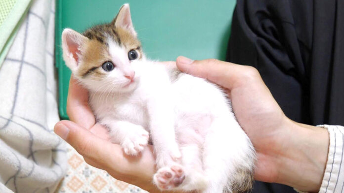 手の中でくつろぐ子猫