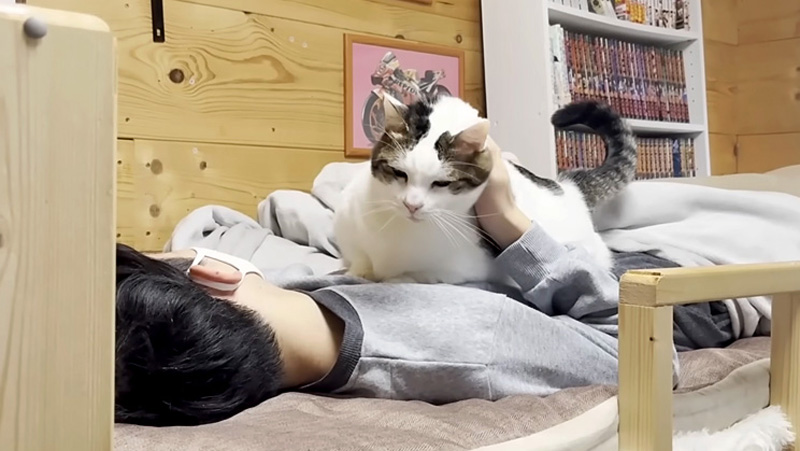 お兄ちゃんに乗る猫