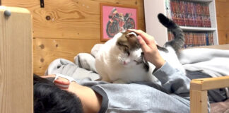 お兄ちゃんに撫でられる猫