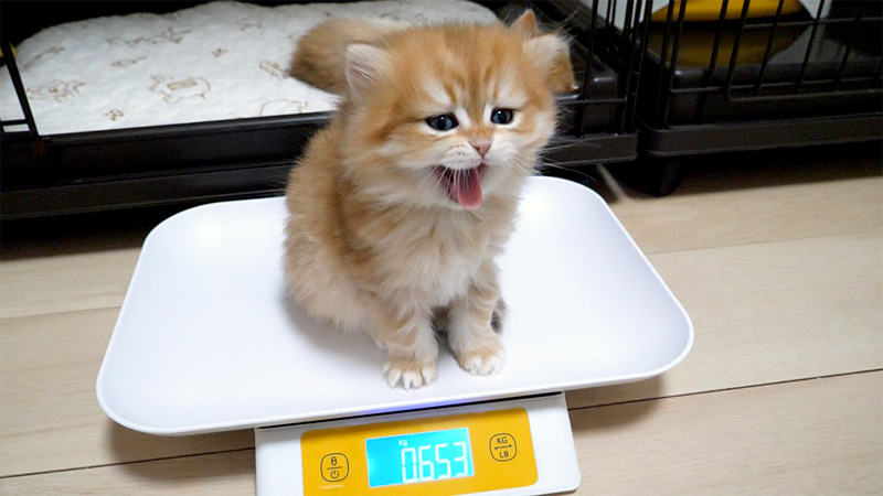 寝起きに体重測定する子猫