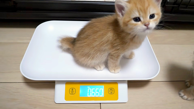 寝起きに体重測定する子猫