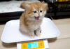 寝起きに体重測定する子猫