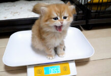 寝起きに体重測定する子猫