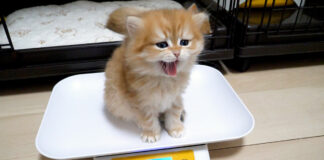 寝起きに体重測定する子猫