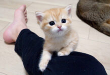 おねだりする子猫