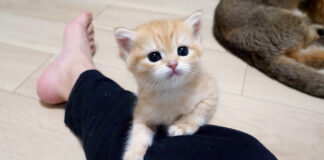 おねだりする子猫