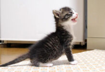 ミルクを催促する子猫