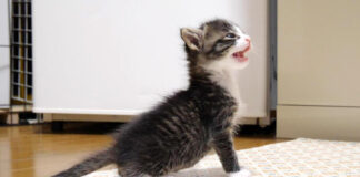 ミルクを催促する子猫