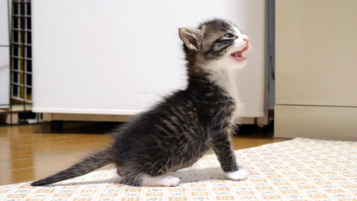 ミルクを催促する子猫