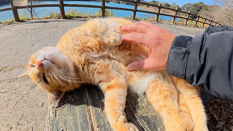 お腹丸出しで甘えてくる猫