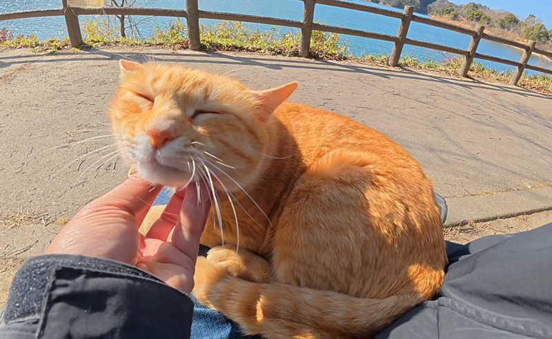 ナデナデされる猫