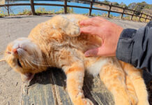 お腹丸出しで甘えてくる猫