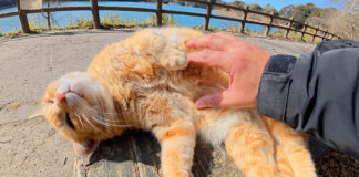 お腹丸出しで甘えてくる猫