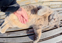 お腹をマッサージされる猫