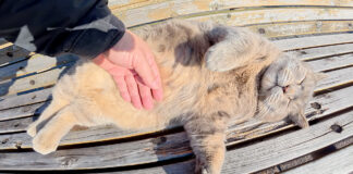 お腹をマッサージされる猫